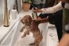 DELTA Lenta Single-Handle Pull-Down Kitchen Faucet with Touch2O Technology — Champagne Bronze